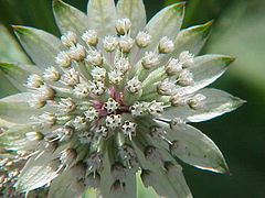 Gros plan sur une fleur d'un blanc gris.