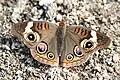 A Common Buckeye puddling