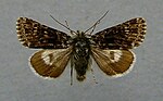 Hadula melanopa – Specimen