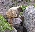 Marmota caligata dari Amerika Utara bagian barat laut