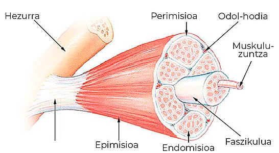 Muskulu zuntzen egitura.