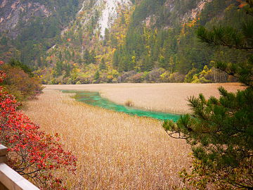 "Jade Ribbon" in Reed Lake