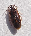 Microphysidae: Loricula pselaphiformis,