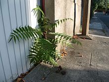 Photographie en couleurs d'un ailante poussant au pied d'une porte de garage, sur un sol artificialisé.