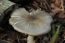 Megacollybia platyphylla (36079094103).jpg