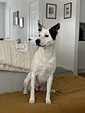 A mongrel dog with German Shepherd, Shetland Sheepdog, American Staffordshire Terrier, Chow Chow heritage and others