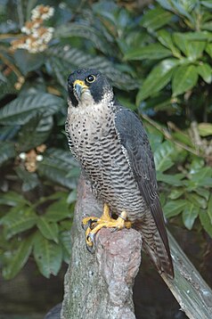 favorite animal, the peregrine