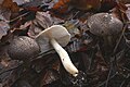 Tricholoma scalpturatum