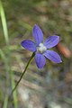 Wahlenbergia violacea