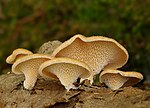 Vignette pour Polypore du mûrier