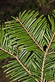 Image 4In Abies grandis (grand fir), and many other species with spirally arranged leaves, leaf bases are twisted to flatten their arrangement and maximize light capture. (from Conifer)