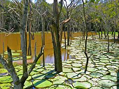 Aspect d'ensemble, en Amazonie.