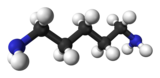 Ball and stick model of cadaverine