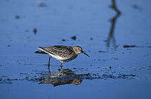 Juveniele bonte strandloper