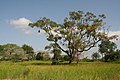 Image 10Landscape of Casamance (from Senegal)