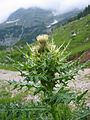 Cirsium spinosissimum