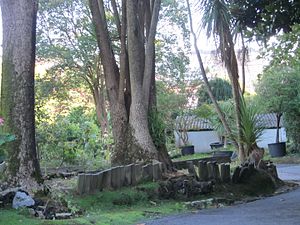 Cordylinea (Cordyline australis)