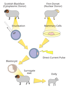 Diagramma di come è stata clonata la pecora Dolly