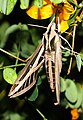 Imago (adult moth) back view