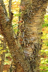 Mature bark