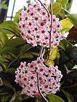 Porslinsblomma (Hoya carnosa)