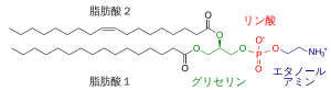 ホスファチジルエタノールアミンの構造
