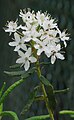 Rhododendron groenlandicum