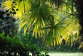 Txinako palmondoa (Trachycarpus fortunei)