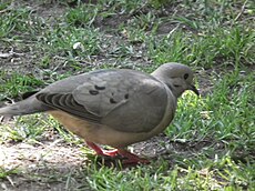 Pigeon du Chili (Columba araucana)