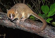 Brown lemur