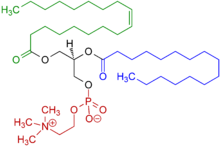 1-Oleoyl-2-almitoyl-phosphatidylcholine Structural Formulae V.1.png