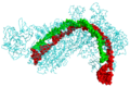 Estructura del sistema CRISPR, unido a ARN (verde) y ADN (rojo)