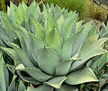 Agave flexispina 福克斯