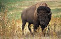 Bison d'Amérique du Nord