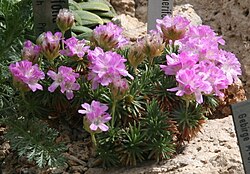 Mätäslaukkaneilikka (Armeria juniperifolia)