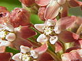 Close-up of flowers