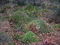 Unusual Auchentiber 'mossheads' in this rare lowland raised bog habitat.