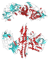 Image illustrative de l’article Toxine botulique