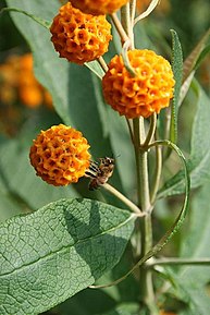 Fleur de Buddleja globosa