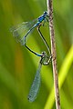 Coenagrion pulchellum còpula