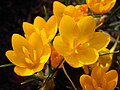 Crocus ancyrensis