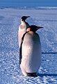 Emperor Penguins Aptenodytes forsteri