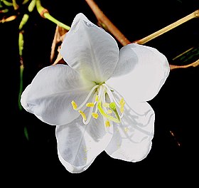 Bauhinia acuminata (Fabales)