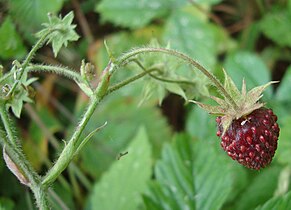 Fragaria moschata. Lägg märke till hur håren är riktade på stjälken och att hyllet vänder sig från "bäret".