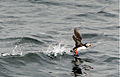 L'aile du Macareux moine lui permet de se déplacer dans les airs et de se propulser sous l’eau.