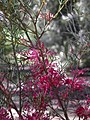 Hakea purpurea