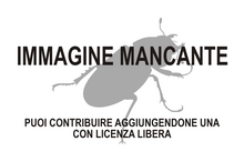 Immagine di Longitarsus grobbelaariae mancante