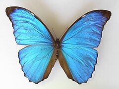 三眼砂閃蝶 Morpho amathonte