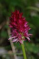 Nigritella bicolor