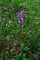 Zvezdnata kukavica - Orchis mascula subsp. speciosa